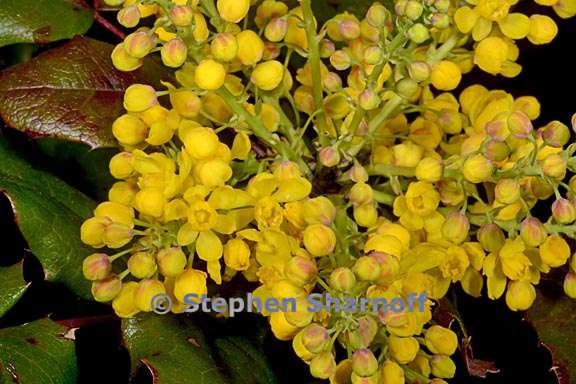 berberis aquifolium 2 graphic